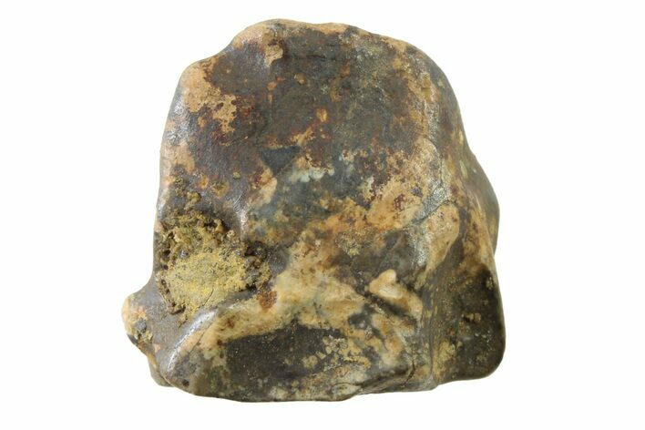 Fossil Dinosaur (Triceratops) Shed Tooth - Montana #339802